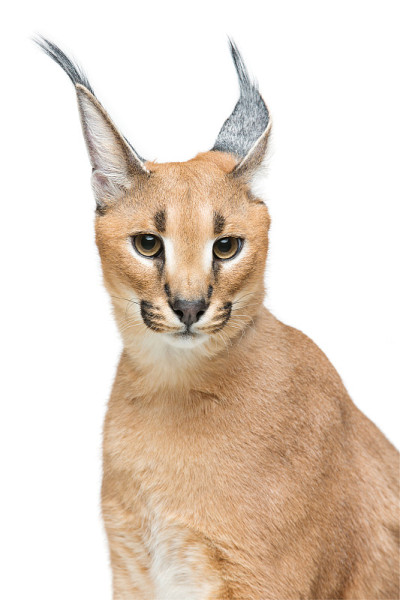 美丽的猞猁孤立在白色