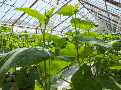 在温室的珍珠岩基质上种植黄瓜