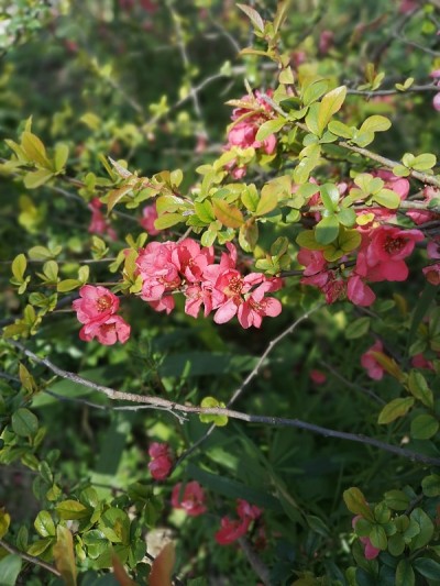 木瓜