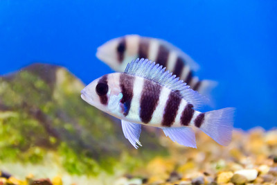 水族馆鱼类