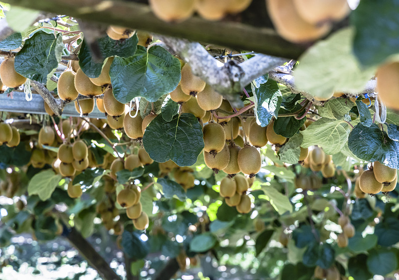 新西兰北岛丰饶湾地区特普克的几维鸟种植园