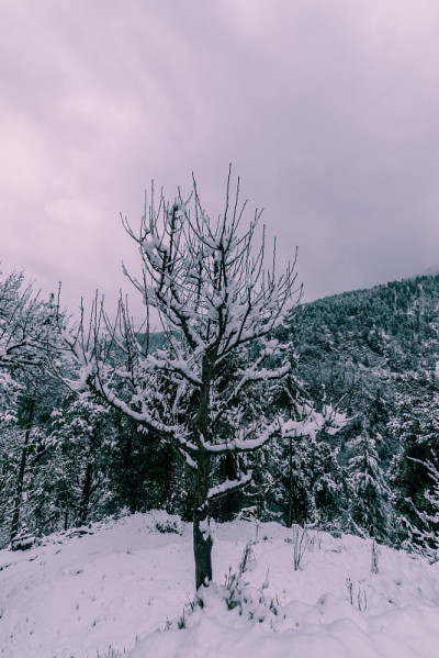 冬天，喜马拉雅山上的树被雪覆盖