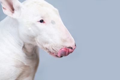 饥饿的斗牛犬露出舌头