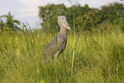 Shoebill