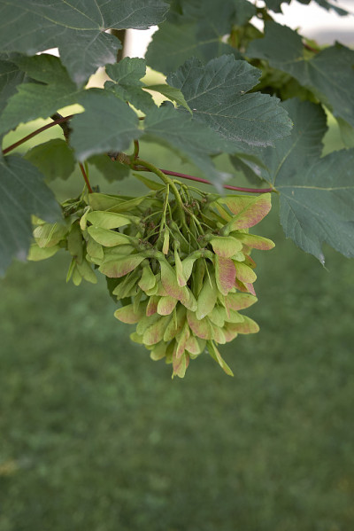 宏碁pseudoplatanus