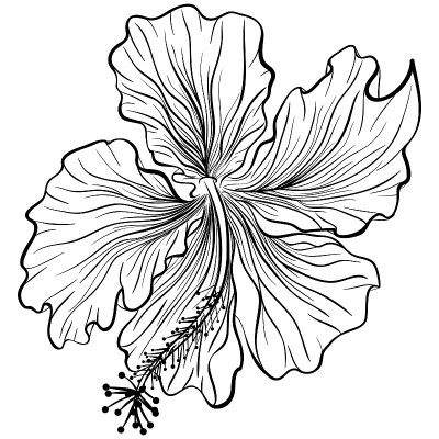 芙蓉在线条艺术风格