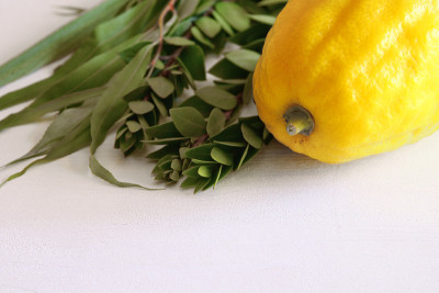 犹太人住棚节。传统符号(四种):Etrog, lulav, hadas, arava