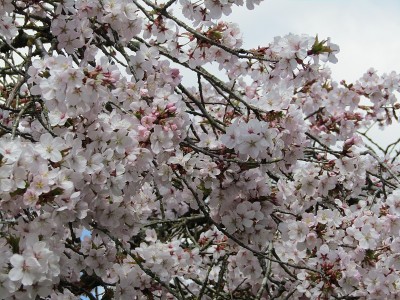 明亮甜美美丽的春天樱花花盛开在2021年4月上旬