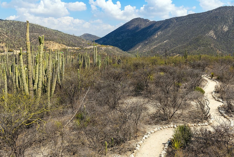 柱状仙人掌，特瓦坎奎卡特兰生物圈保护区，墨西哥