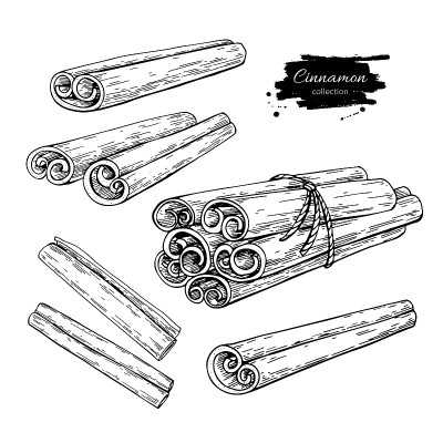 Cinnamon stick and tied bunch set. Vector drawing.