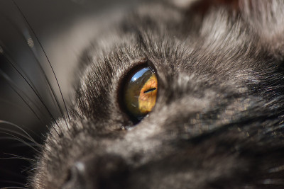 小猫