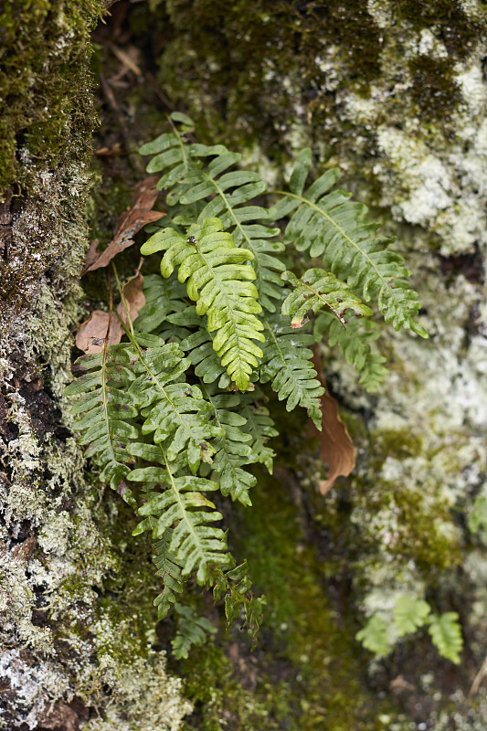 Polypodium vulgare蕨类植物