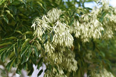 格里菲斯白蜡树(Fraxinus griffithii)果实