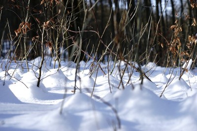 狗狗小狗冬天的雪