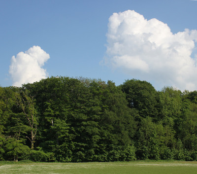 森林与Cloudscape