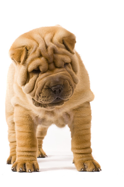 Sharpei狗