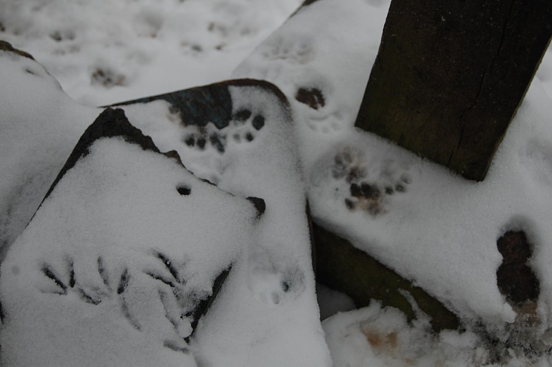 猫爪和猛禽爪印在雪地上。