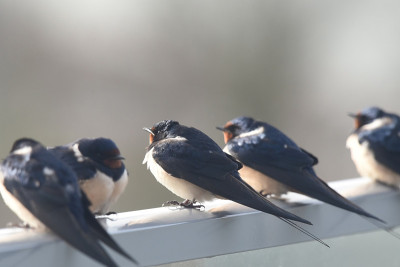 家燕(Hirundo rustica)在向北迁徙时休息一下