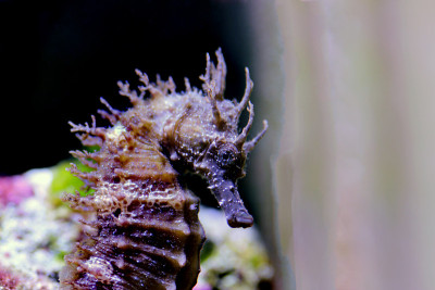 咸水水族缸中地中海海马的剖面图-口状海马