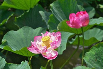 莲花