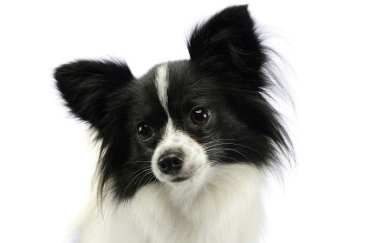 可爱的蝶耳犬的肖像