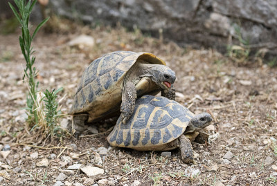 两个testudo hermanni