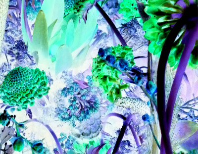 幻想的花