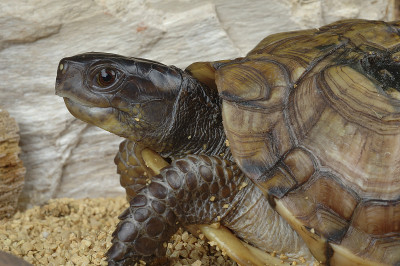 常见的盒子turle