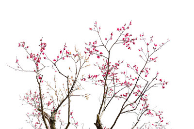 梅花