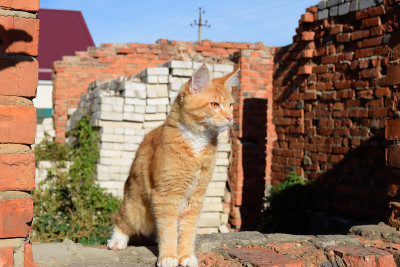巨型缅因猫。梅因库猫，家养纯种猫