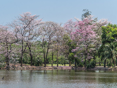 粉色小号树