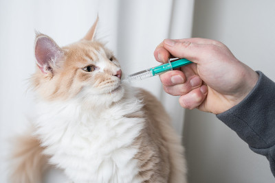 猫获得药物