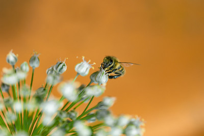 蜜蜂