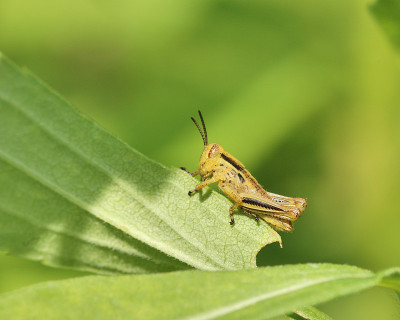 蚱蜢