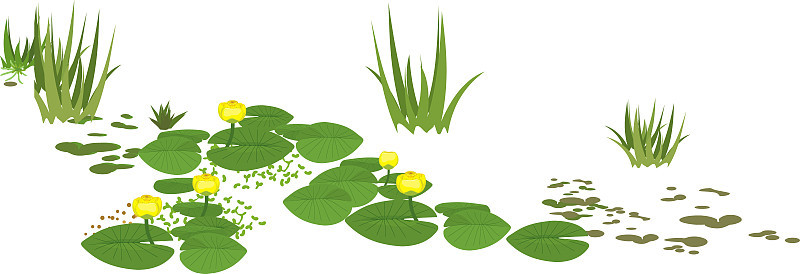 黄色的睡莲植物，叶子绿色，花黄色，孤立在白色背景上