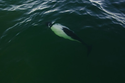 Commersons dolphin