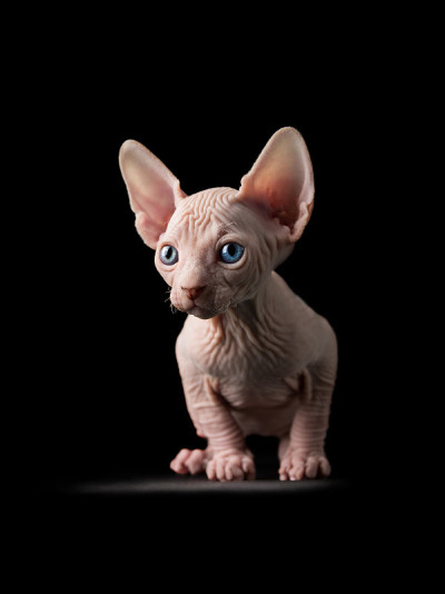 Sphynx猫