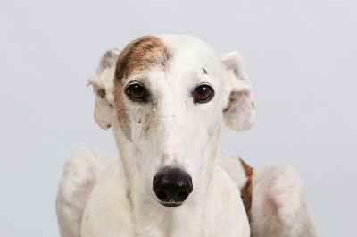 视线猎犬头像室内