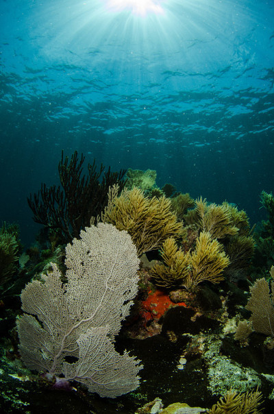 浅礁