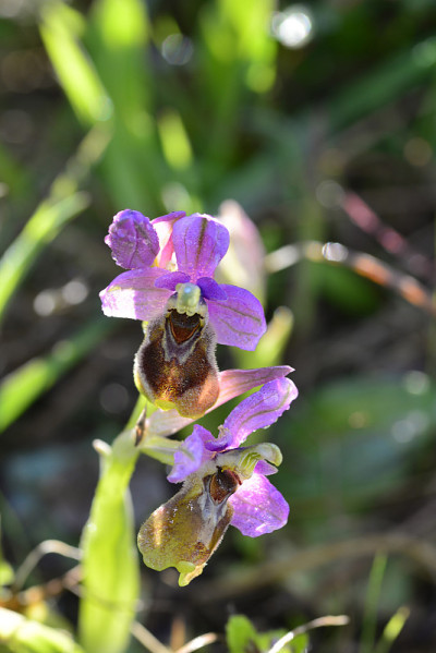 兰花或蜂花兰花