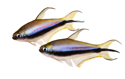 帝王四鳃线虫水族馆鱼