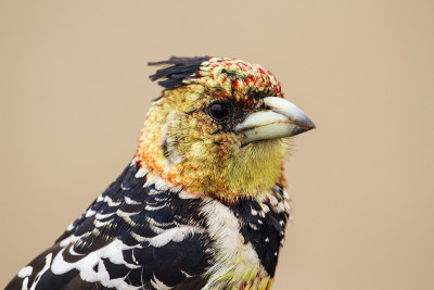 克鲁格国家公园的冠毛Barbet