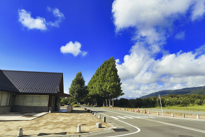 水杉在滋贺县，日本