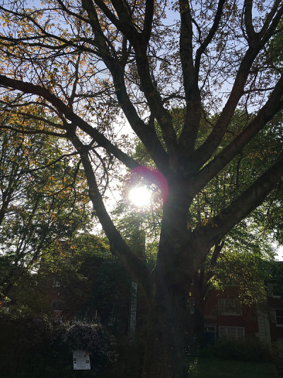 普通核桃树在2018年5月下旬开花