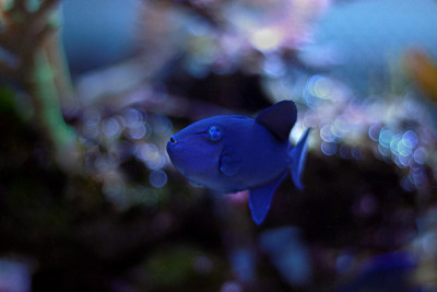 尼日尔Triggerfish (Odonus Niger)