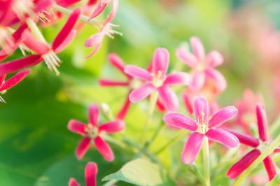 五彩缤纷的花，紫荆花，连翘花在花园里开花