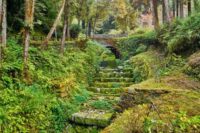 阿里山森林里的拱桥是美丽的绿色风景