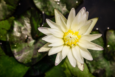 白色的莲花