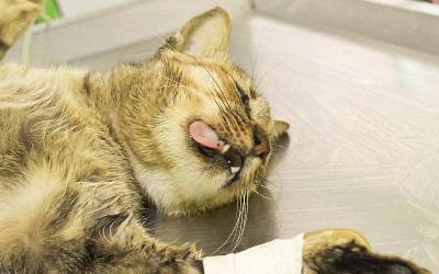 在手术室麻醉猫