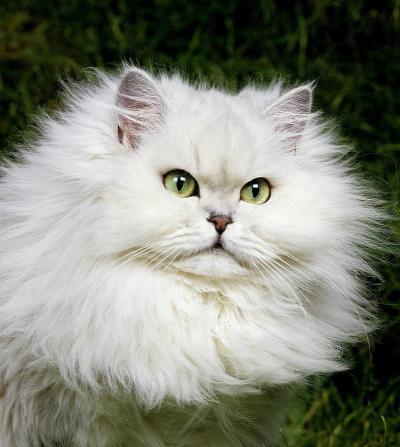 栗鼠波斯家猫，成人肖像